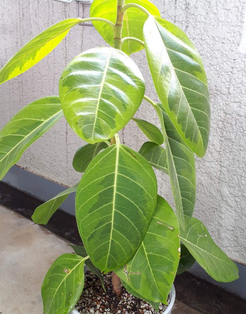 フィカスアルテシマの投稿画像 By Elleさん 観葉植物と冬越しと根ぐされ と相談と ゴムの木と冬の水やり 月12月30日 Greensnap グリーンスナップ