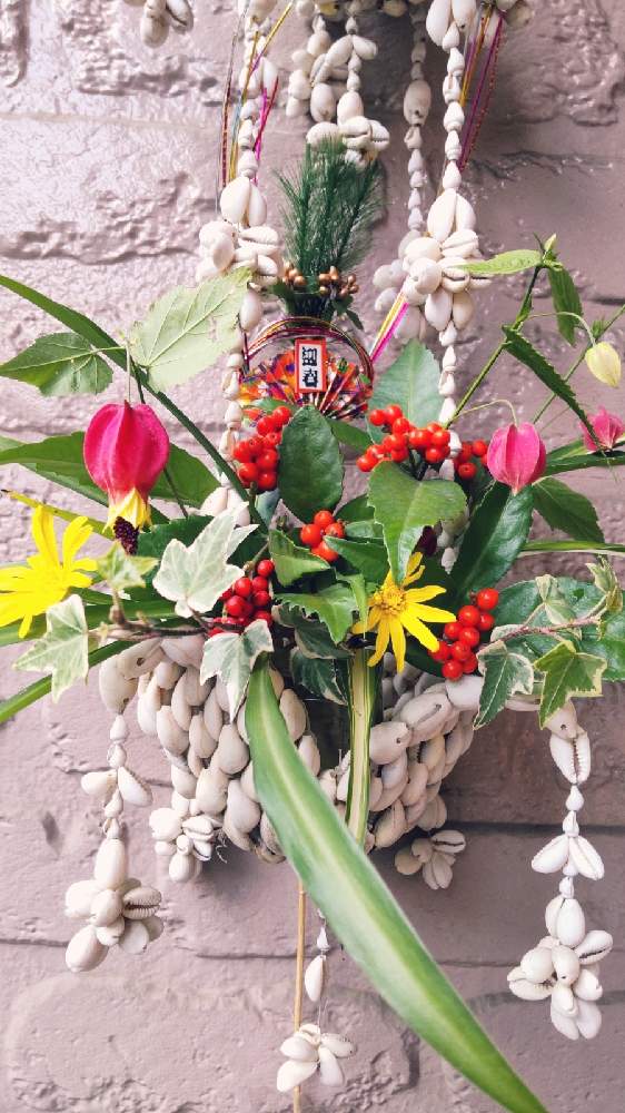 千両の投稿画像 By ハイビスカスさん 綺麗な赤い実と観葉植物と可愛い花と強いお花とおうち園芸と花っていいねと大好きな花と癒やしの花と切り花アレンジ 月12月30日 Greensnap グリーンスナップ
