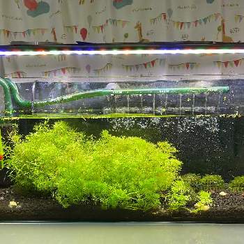 レッドビーシュリンプの投稿画像一覧 Greensnap グリーンスナップ