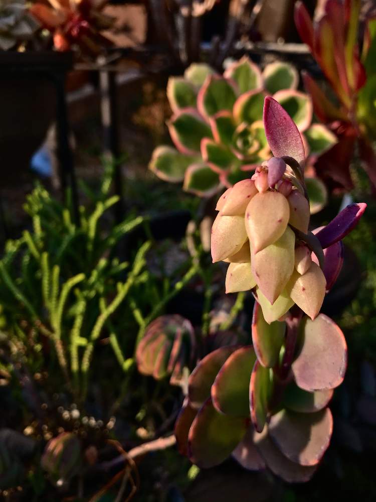 マンドラゴラの森の投稿画像 By ながさんさん マンドラゴラと放置多肉と多肉植物のある暮らしと マルニエリアナと見たことない房とたわわ 月12月30日 Greensnap グリーンスナップ