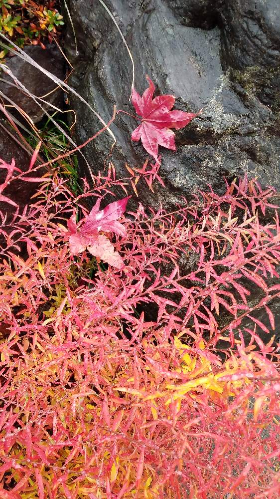 ユキヤナギの投稿画像 By 夢遊歩人さん 紅葉のユキヤナギと枯れ落ちたモミジの葉と季節は進む 月12月30日 Greensnap グリーンスナップ