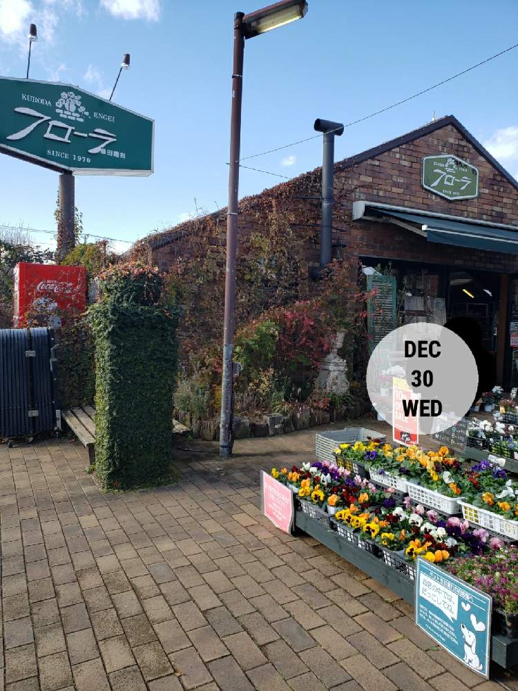 フローラ黒田園芸の投稿画像 By Samiさん 寄せ植えと多肉植物と観葉植物とアクアリウムとアクアライズとガーデニングと素敵な空間とガーデニング用品店 月12月30日 Greensnap グリーンスナップ