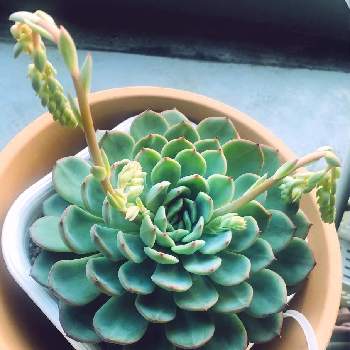 池袋西武鶴仙園の投稿画像一覧 Greensnap グリーンスナップ