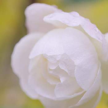 けんパパが育てる薔薇 2020の画像 by けんパパさん | アプローチとブル・ドゥ・ネージュとバラ、薔薇、ばらと無加工と無修正と水曜ローズショーとCanon EOS Rと薔薇に魅せられてとCanon EF100mm F2.8Lマクロ IS USMと手作りの庭と【ちから配布】ガーデニング：カメラ＝５０：５０と新型コロナウィルスに負けるなとけんパパが育てる薔薇 2020とこんな時こそ花をと薔薇のある暮らし♡とコロナに負けるな！とミラーレス一眼とGSでバラ園とバラを楽しむと地植えとバラ・オールドローズと雨の雫とおうち園芸