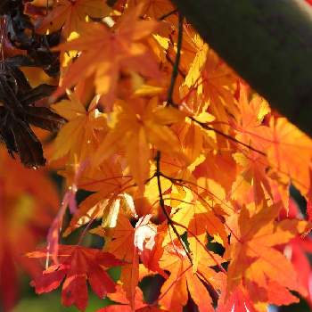常泉寺の画像 by Levo327さん | お出かけ先と紅葉とイロハモミジともみじと樹木と紅葉（こうよう）と常泉寺とCanon EOS 5D Mark IIIと背景ボケ