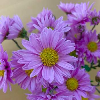 キク科キク属の画像 by ejyoさん | キクとスプレーマムと花のある暮らしとピンク色の花と紫色の花とキク科キク属とお家とキク科とスプレーキク