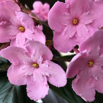 におい桜 ココの投稿画像一覧 Greensnap グリーンスナップ