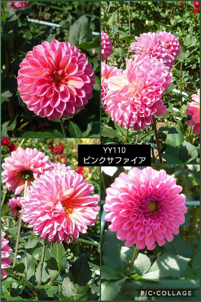 13周年記念イベントが ダリア 大輪咲 マジックピンク6号鉢植え 鉢花