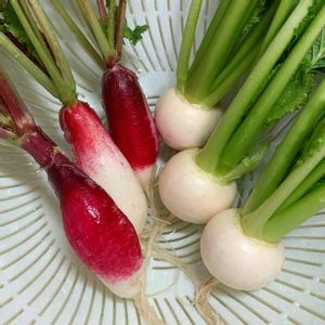 紅白はつか大根,時なし小かぶ,成長中,冬野菜,種から育てるの画像