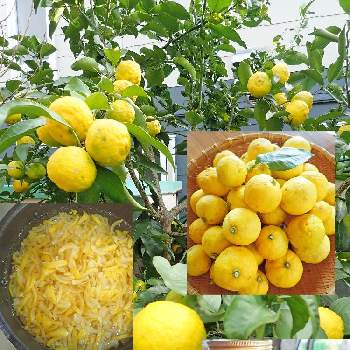 ヒメユズの投稿画像一覧 Greensnap グリーンスナップ