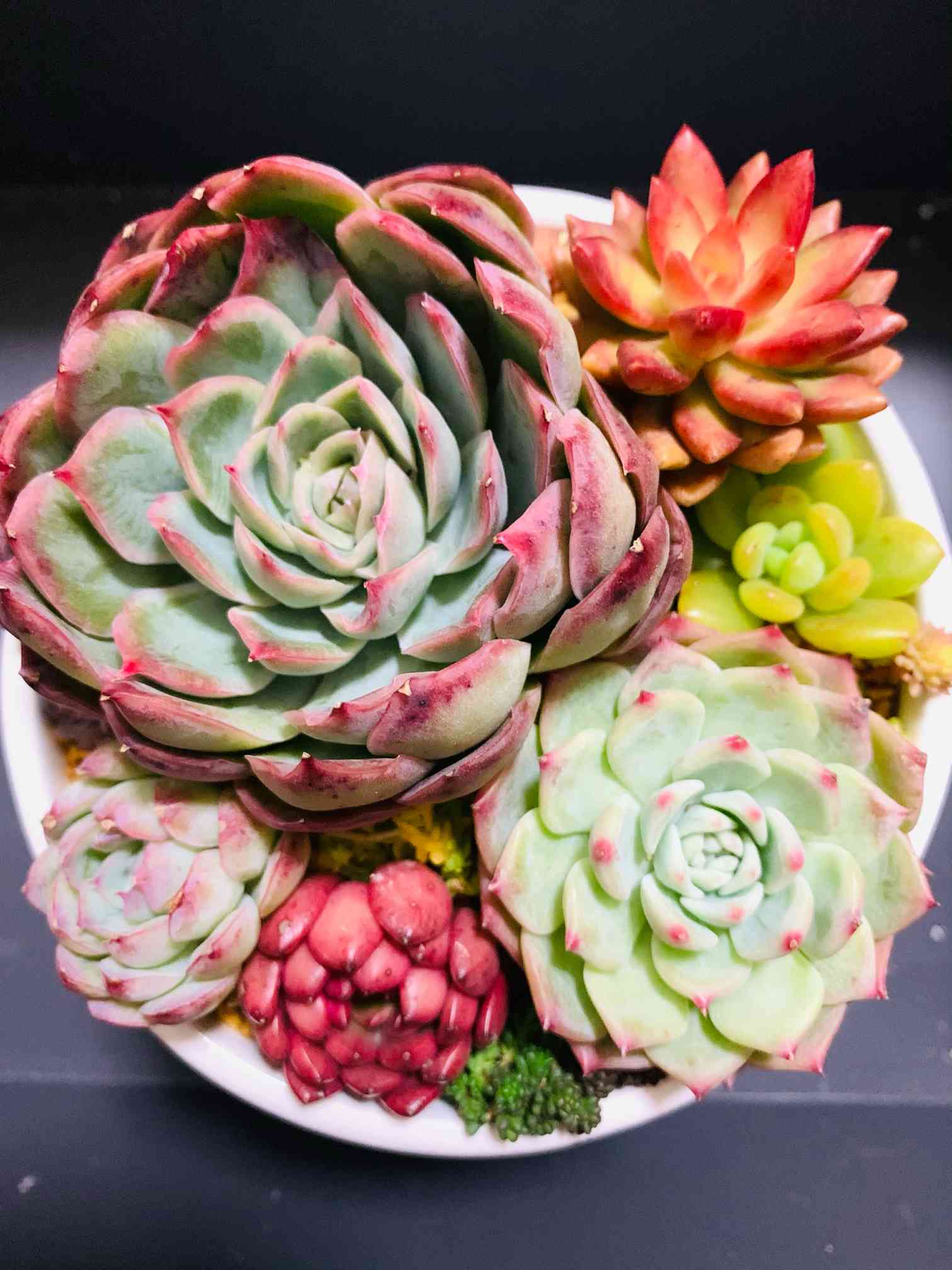 多肉植物　ハオルヤ ハオルヤ,多肉植物ハオルヤ紅葉,ハオルヤ殖やし方,ハオルヤ育て