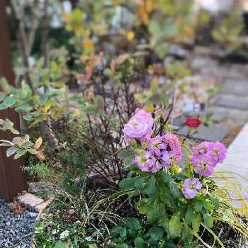 ポスト横の画像 by kayさん | 小さな庭と花のある暮らしと植中毒とポスト横とおうち園芸