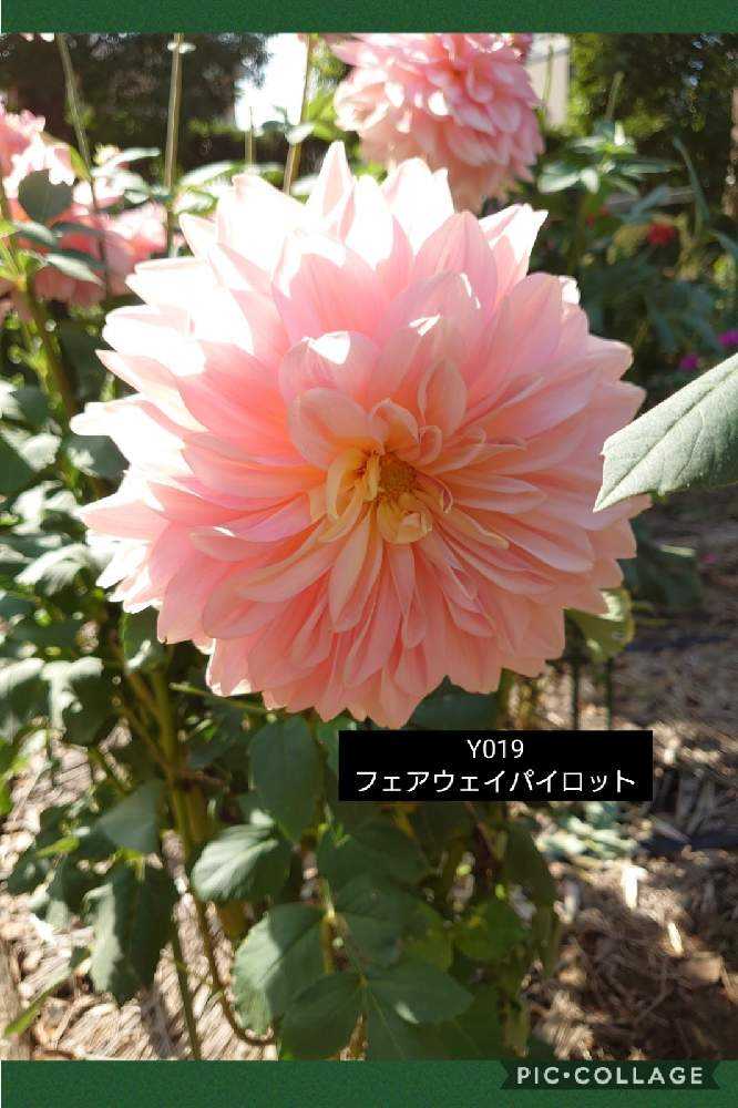 ダリア 町田ダリア園 5 10 16 Greensnap グリーンスナップ