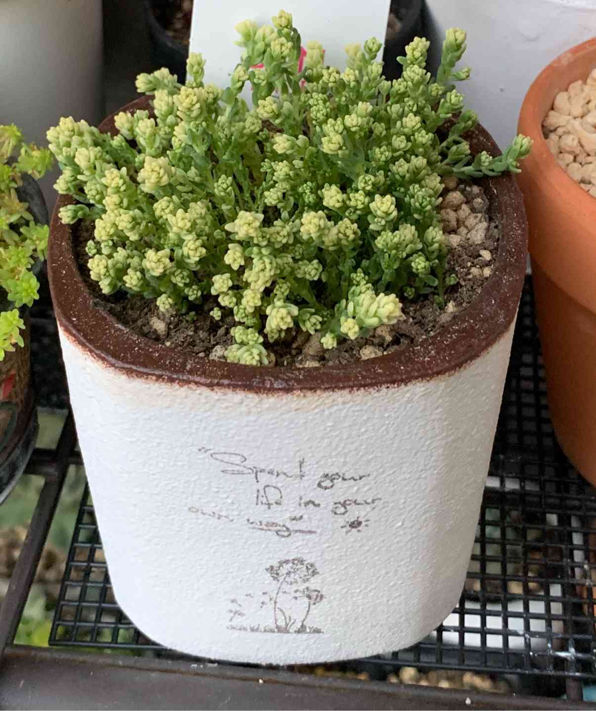 多肉植物　セダム　アクレアウレウム　カット 多肉植物 セダム アクレアウレウム カット