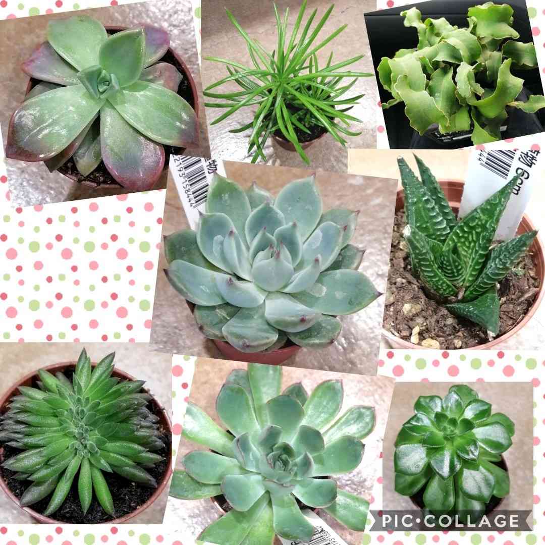 セネシオ・アーケリーの一覧｜🍀GreenSnap（グリーンスナップ）