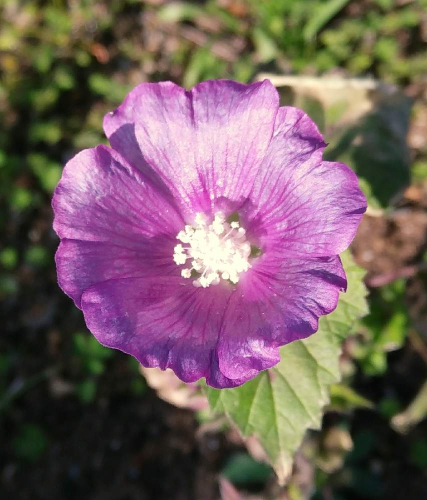 ヤノネアオイ アノダ の投稿画像 By まりの庭さん 種からと秋まき 月12月31日 Greensnap グリーンスナップ