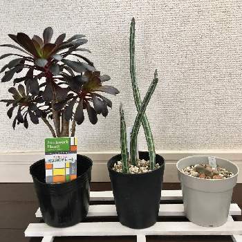 変わった多肉の投稿画像一覧 Greensnap グリーンスナップ