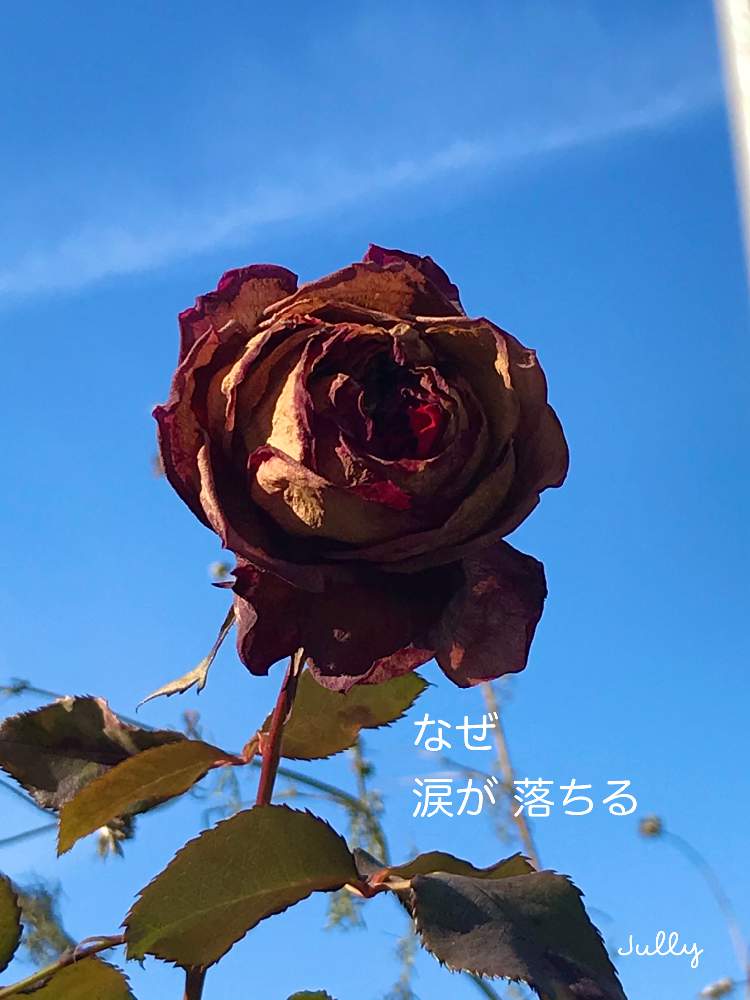 薔薇の投稿画像 By Jullyさん ベルサイユのばらと花のある暮らし 月12月31日 Greensnap グリーンスナップ