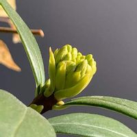 沈丁花 ジンチョウゲ の育て方 植え付けや植え替え時期は 剪定は必要 Greensnap グリーンスナップ