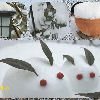 ユーカリ銀世界の画像 by かこさん | 雪うさぎとユーカリ銀世界とスノードロップと花と緑のある暮らしと銀世界と冬の庭とマイガーデンと雪の朝と南天の実とお家時間とガーデニング
