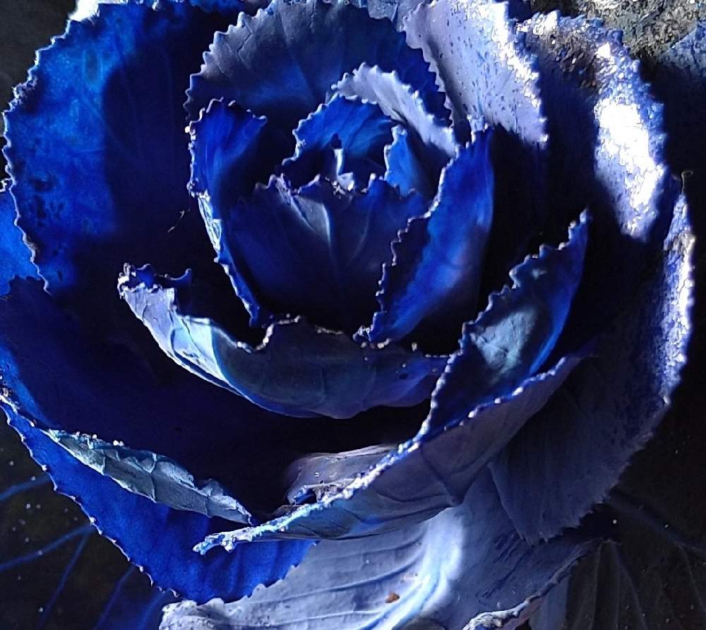 幻想的の投稿画像 By こぶたさん 青い花と珍しいと青 あお ブルーと青い花マニアと葉ボタン とハボタン 月12月31日 Greensnap グリーンスナップ