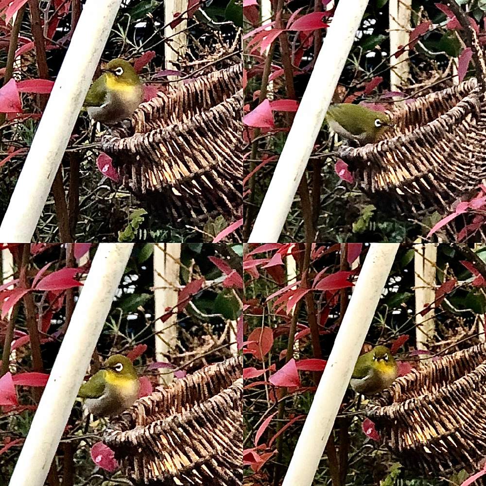 メジロの投稿画像 By ふぁるこんさん 小鳥の餌台 月12月31日 Greensnap グリーンスナップ