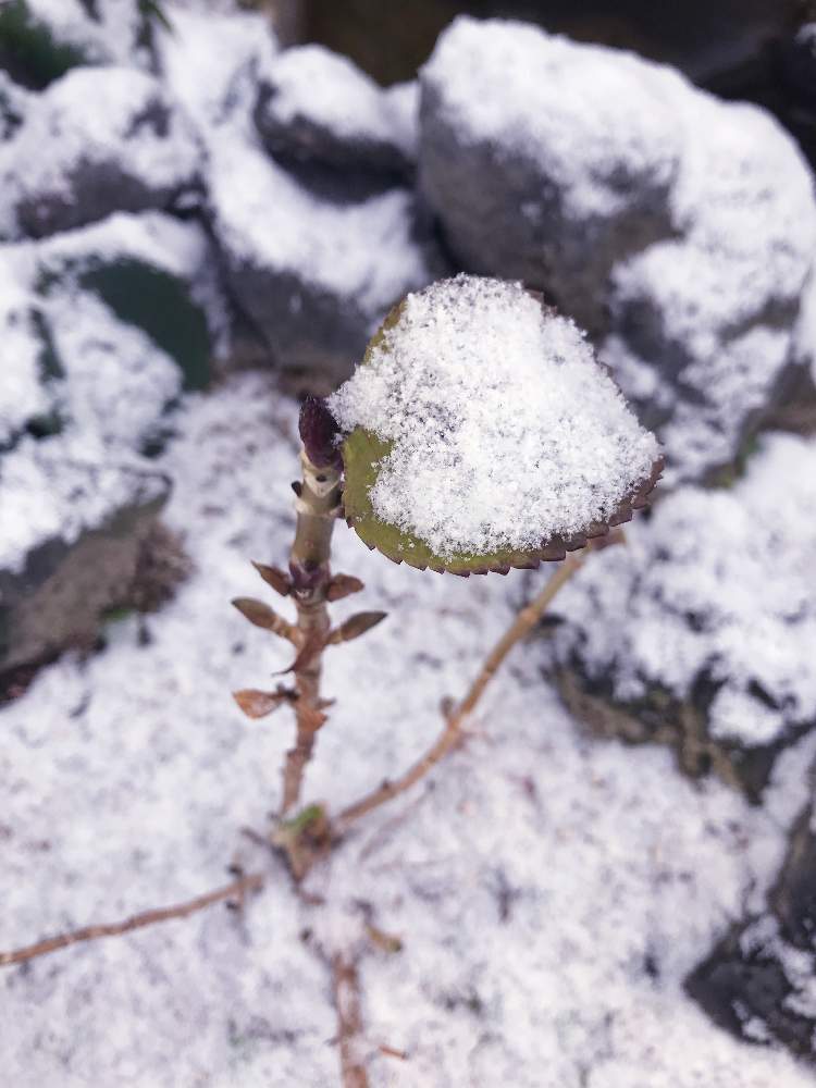 紫陽花の投稿画像 By Kopeloさん 新芽と冬の気配 月12月31日 Greensnap グリーンスナップ