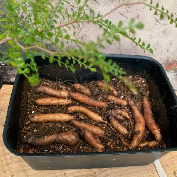 パワータンクの投稿画像一覧 Greensnap グリーンスナップ