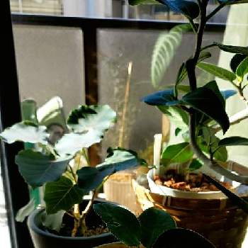 オオバンボダイジュの投稿画像一覧 Greensnap グリーンスナップ