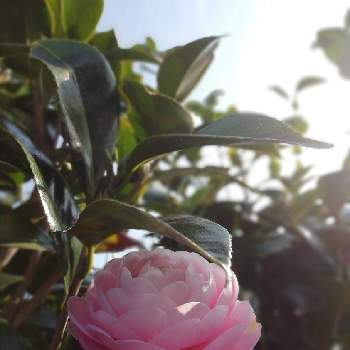 ツバキ科♡の画像 by もんもんチャンさん | 広い庭とキュンキュン乙女倶楽部と乙女ピンクと乙女椿の花とツバキ科♡