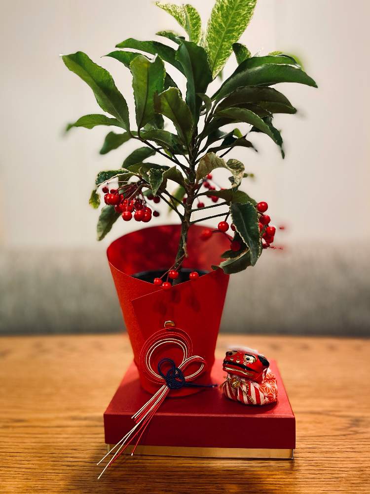 万両の投稿画像 By Modokinさん 万両 曙白鵬と植物のある暮らしと縁起が良いと寿ぎとお正月と鉢植えと縁起物と赤い実 月12月31日 Greensnap グリーンスナップ