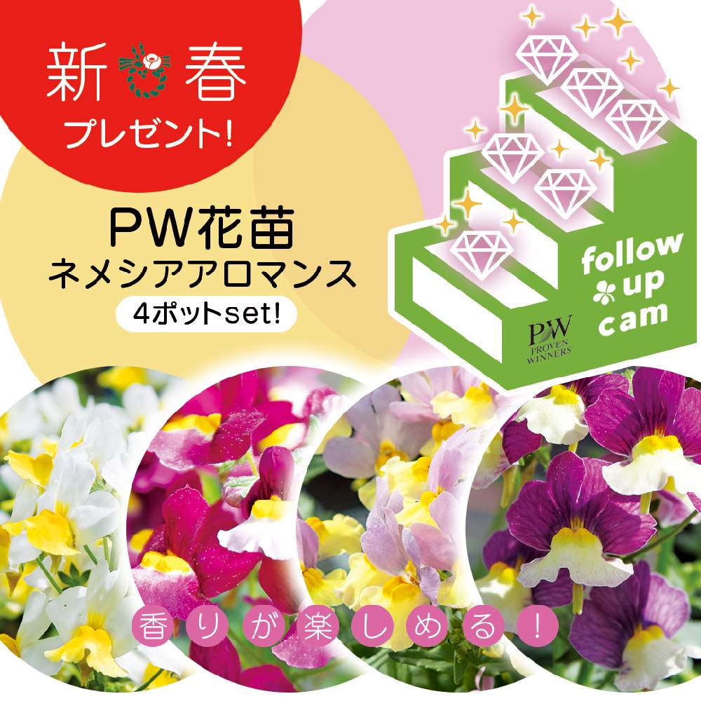 Pwの投稿画像 By Pw Japanさん Pwキャンペーンとガーデリンクとpwフォロワー限定とpwガーデリンクとネメシアアロマンスとpwプルーブンウィナーズとプルーブンウィナーズとproven Winnersとpw育てたとpwをフォローしてお得な情報をゲットしようとキャンペーンとおうち時間