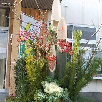 門松 の投稿画像一覧 Greensnap グリーンスナップ