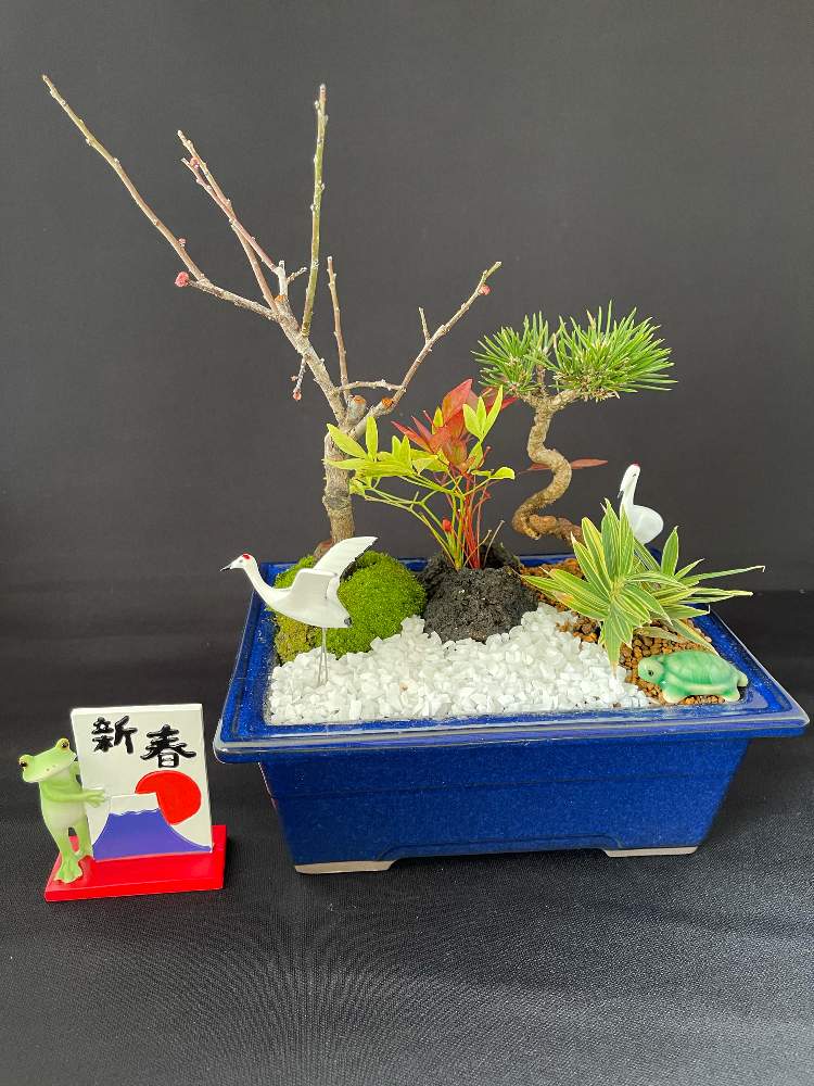 ベランダ盆栽の投稿画像 By 犬の名前はチェリーさん おうち園芸とおうち盆栽と盆栽と松竹梅寄せ植えと鶴と亀 21月1月1日 Greensnap グリーンスナップ ベランダ盆栽の投稿画像 By 犬の名前はチェリーさん おうち園芸とおうち盆栽と盆栽と松竹梅寄せ植えと鶴と亀 21月1月1日 Greensnap グリーンスナップ