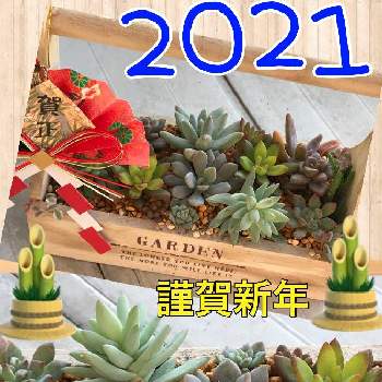 100均木箱の投稿画像一覧 Greensnap グリーンスナップ