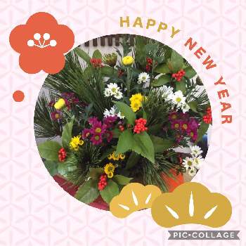 お正月　若松の画像 by はなまるさん | 玄関とお正月とお正月　若松と菊の花と千両.と今日のお花