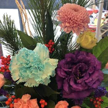 おめでたい花の投稿画像一覧 Greensnap グリーンスナップ