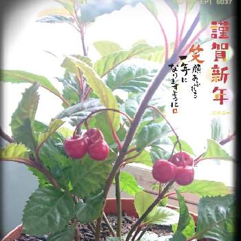 可愛い 木の実の投稿画像一覧 Greensnap グリーンスナップ