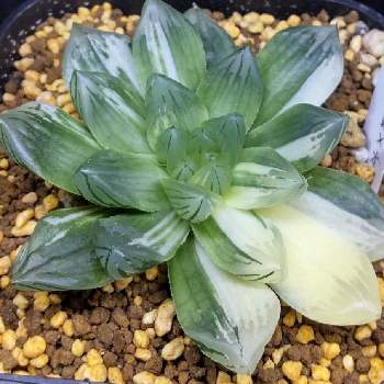 ハオルチア 花火の投稿画像一覧 Greensnap グリーンスナップ ハオルチア 花火の投稿画像一覧 Greensnap グリーンスナップ