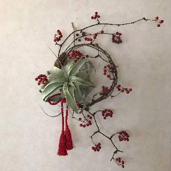 サンキライのリースの投稿画像一覧 Greensnap グリーンスナップ