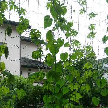 ゴーヤの育て方 種の植え方や水やりの頻度 収穫時期は Greensnap グリーンスナップ