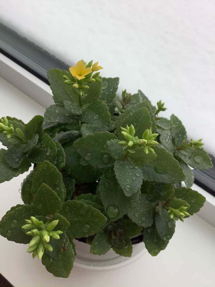 カランコエの投稿画像 By カメリアさん 室内園芸とお正月フォトコン21年と黄色い花とリビングの窓辺と花のある暮らしと北海道と北国のガーデニング 21月1月1日 Greensnap グリーンスナップ