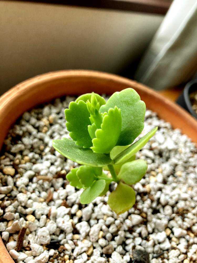 カランコエの花が咲くまで Greensnap グリーンスナップ カランコエの花が咲くまで Greensnap グリーンスナップ