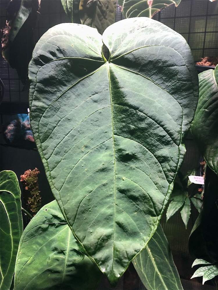 A Marmoratumの投稿画像 By Leonさん 観葉植物とグリーンのある暮らしと原種 Anthurium 21月1月1日 Greensnap グリーンスナップ