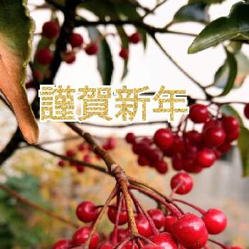 冬の実の投稿画像一覧 Greensnap グリーンスナップ 冬の実の投稿画像一覧 Greensnap グリーンスナップ
