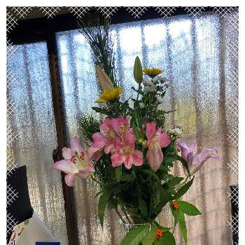 枝若松の画像 by manabeさん | 窓辺と百合とアストロメリアと枝若松と菊 キクと千両（赤実）と今日のお花とお正月　若松