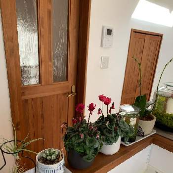 ロタラsp Hraの投稿画像一覧 Greensnap グリーンスナップ