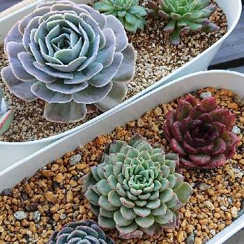 エケベリア プリメラの投稿画像一覧 Greensnap グリーンスナップ