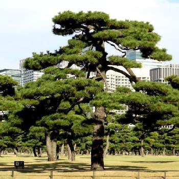  松の木の画像 by シナモンさん | お出かけ先と 松の木と皇居外苑