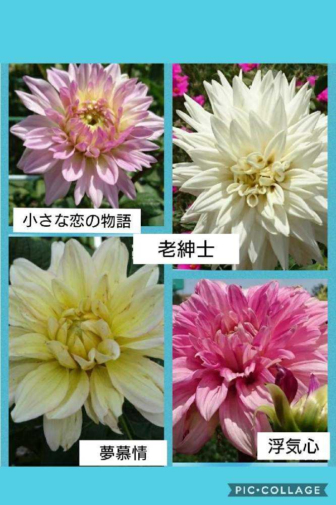 ダリア 町田ダリア園 1 18 7月 9月 神代植物公園10 6 Greensnap グリーンスナップ ダリア 町田ダリア園 1 18 7月 9月 神代植物公園10 6 Greensnap グリーンスナップ